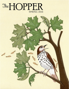 Cover of The Hopper's Spring 2024 issue, featuring an illustration of a bird calling from the branch of a maple tree.